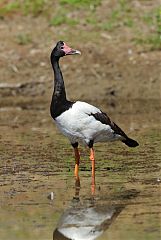 Magpie Goose